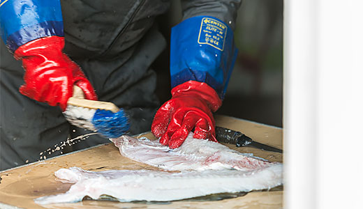 Lavorazione del merluzzo a Henningsvaer